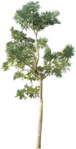 tree-png-750