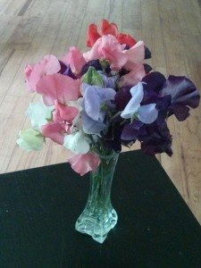 SweetPeas